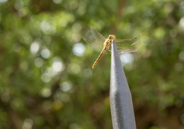 Dragon fly in macro on top of steel spike of fencing — Stock Photo, Image