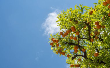 Manastırın avlusuna büyüyen portakallar