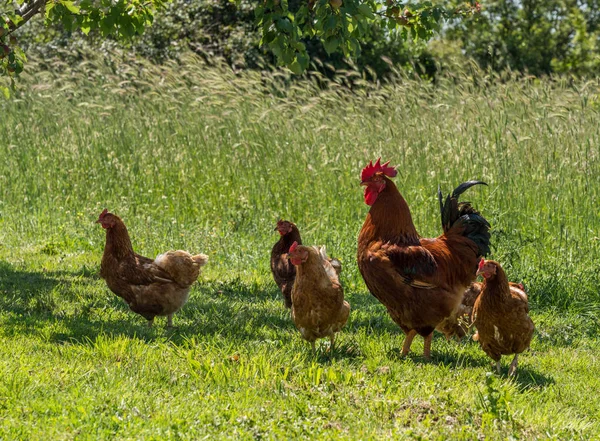 Free range cockerel and hens in Croatia — Stock Photo, Image