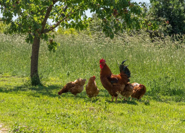 Free range cockerel and hens in Croatia — Stock Photo, Image