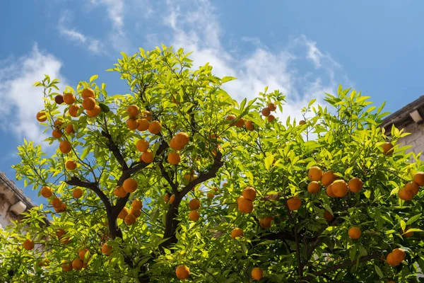 Pomarańcze rosnące na dziedzińcu klasztoru — Zdjęcie stockowe