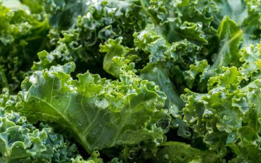 Taze yıkanmış ve kesilmiş lahana salatası veya pişirme için hazır lahana yaprakları