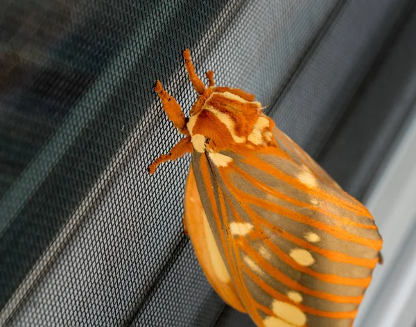 Большой королевский моль или Citheronia Regalis приземлился на окно экрана — стоковое фото