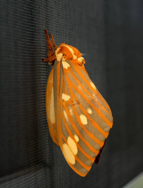 Большой королевский моль или Citheronia Regalis приземлился на окно экрана — стоковое фото