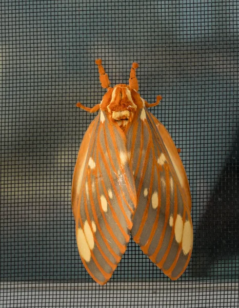 Grand papillon royal ou Citheronia Regalis a atterri sur l'écran de la fenêtre — Photo