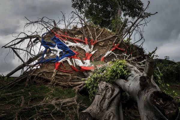 Fallen tree from Hurricane Maria in San Juan — Stock Photo, Image