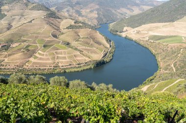 Portekiz 'deki Douro Nehri vadisinde sıralanmış üzüm bağları var.