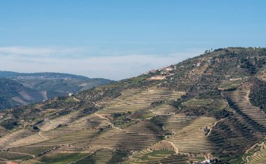 Portekiz 'deki Douro Nehri vadisinde sıralanmış üzüm bağları var.