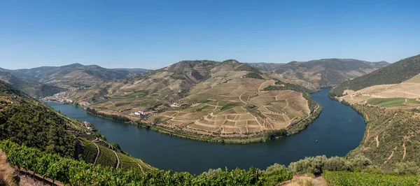 Rader av vinstockar kantar floden Douros dal i Portugal — Stockfoto