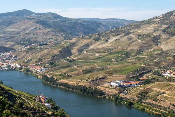 Filari di viti costeggiano la valle del fiume Douro in Portogallo — Foto Stock