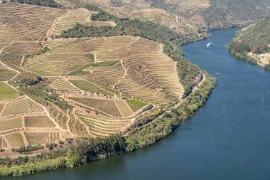 Portekiz 'deki Douro Nehri vadisinde sıralanmış üzüm bağları var.