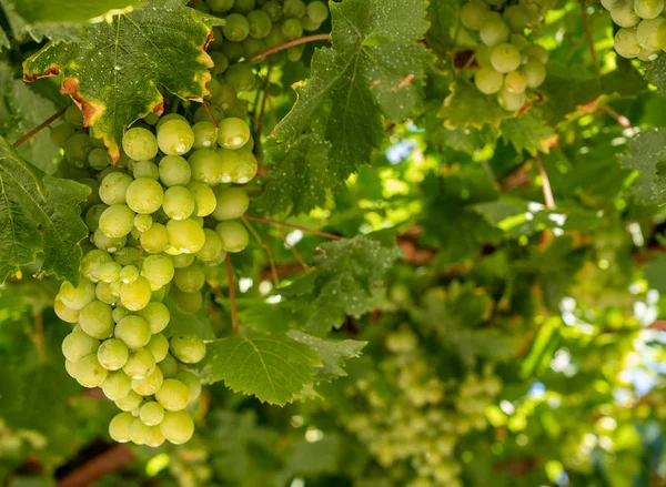Portekiz'de Douro Nehri kıyısında liman şarabı için üzüm demetleri