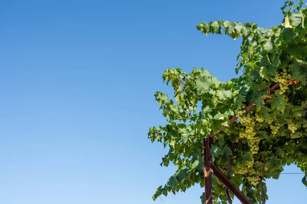 Bunches of grapes for port wine by the River Douro in Portugal — Stock Photo, Image