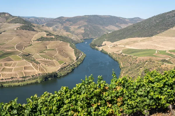 Portekiz 'deki Douro Nehri vadisinde sıralanmış üzüm bağları var. — Stok fotoğraf