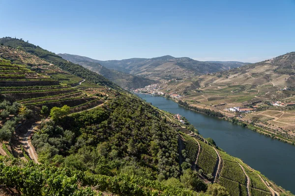 Fileiras de videiras revestem o vale do rio Douro em Portugal — Fotografia de Stock