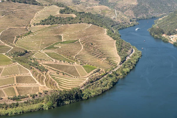 Portekiz 'deki Douro Nehri vadisinde sıralanmış üzüm bağları var.