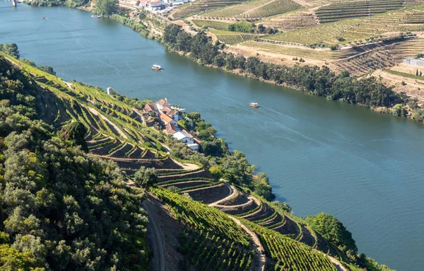 Fileiras de videiras revestem o vale do rio Douro em Portugal — Fotografia de Stock