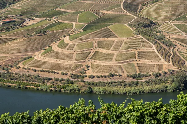 Portekiz 'deki Douro Nehri vadisinde sıralanmış üzüm bağları var.