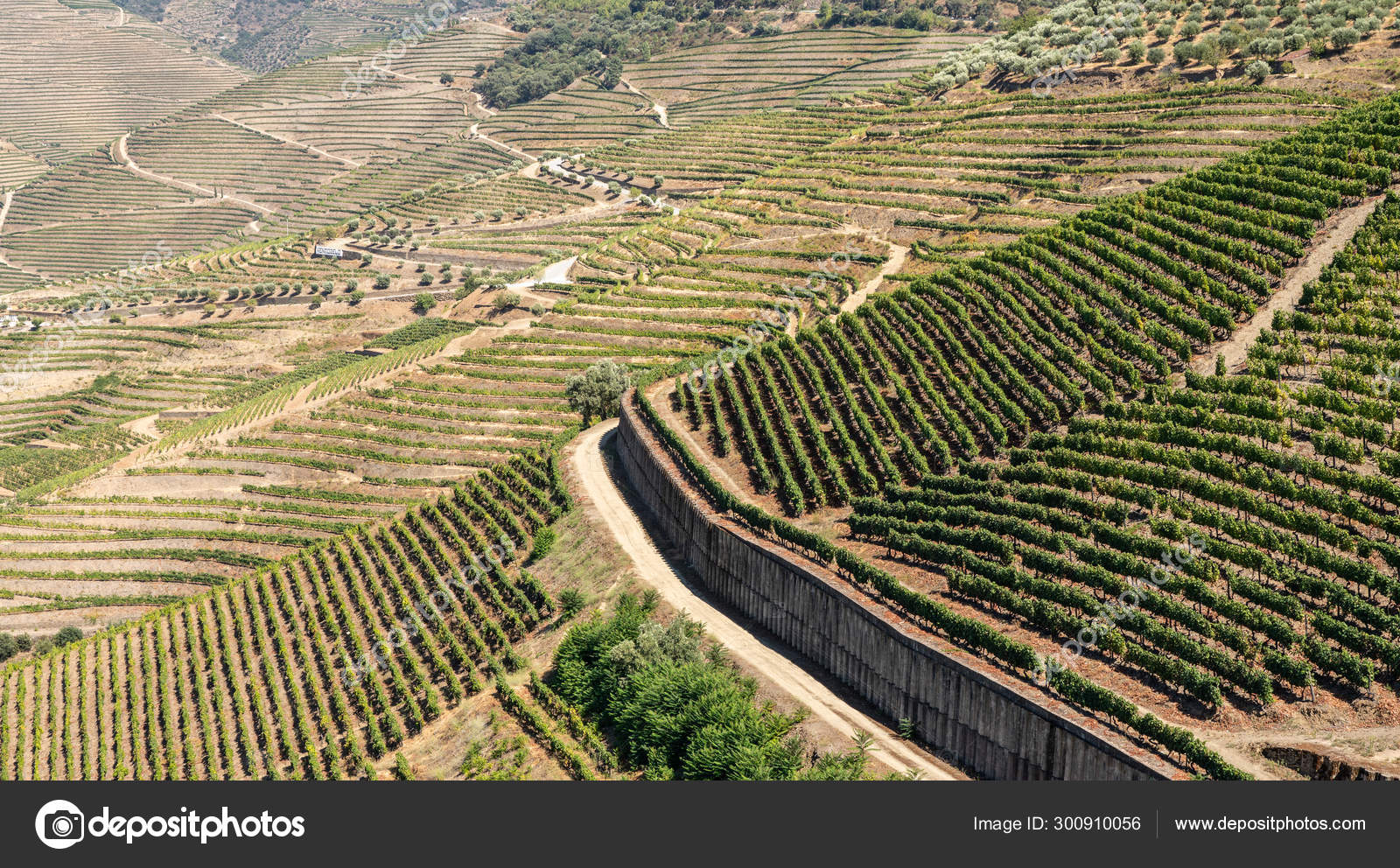 Rows of grape vines line the valley of the River Douro in Portugal Stock Photo by ©steveheap