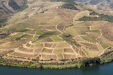 Portekiz 'deki Douro Nehri vadisinde sıralanmış üzüm bağları var.