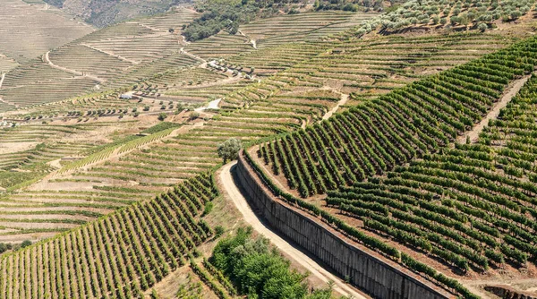 Fileiras de videiras revestem o vale do rio Douro em Portugal — Fotografia de Stock