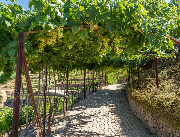 Ramos de uvas para vino de Oporto a orillas del río Duero en Portugal — Foto de Stock