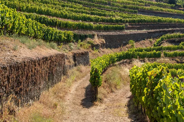 Filas de viñas bordean el valle del río Duero en Portugal — Foto de Stock