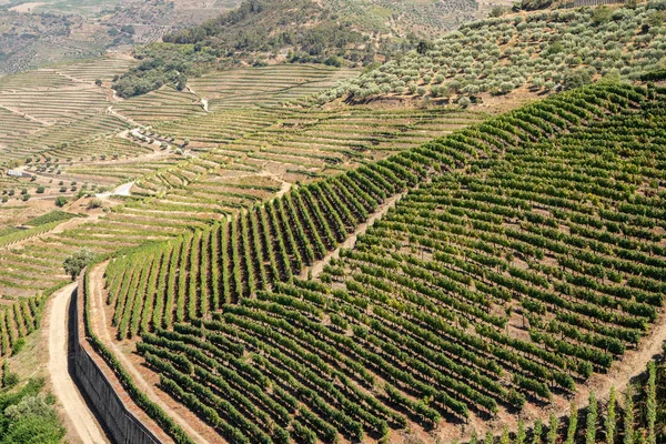 Rader av vinstockar kantar floden Douros dal i Portugal — Stockfoto