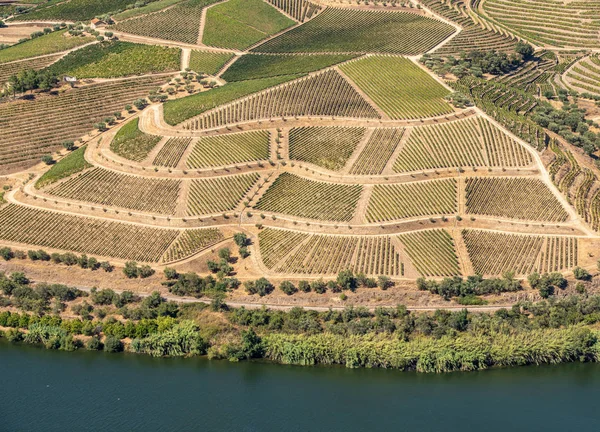 Portekiz 'deki Douro Nehri vadisinde sıralanmış üzüm bağları var.