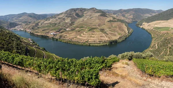 Filari di viti costeggiano la valle del fiume Douro in Portogallo — Foto Stock
