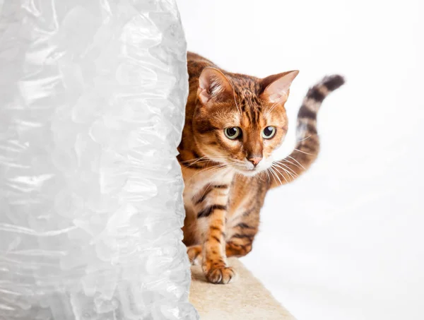 Bengaalse kitten kruipt rond koude zak ijs om koel te blijven — Stockfoto