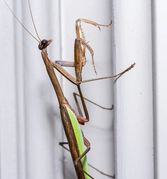 Brown praying mantis on the doorframe of a home — Stock Photo, Image