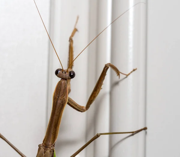 Mantide religiosa marrone sulla cornice di una casa — Foto Stock