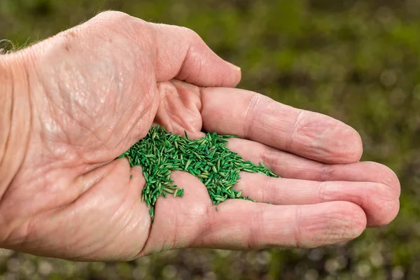 Senior male hand holding coated grass seed for repairing lawn in garden — Stock Photo, Image