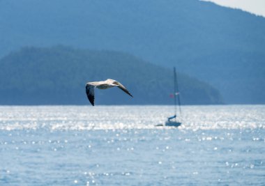 Deniz Martıları, San Juan adalarında, Anacortes WA açıklarındaki iki küçük ada arasında sakin denizlerde yelken açan bir yatın yanından uçuyor.