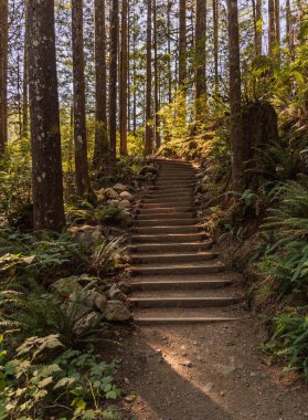 Washington 'daki State Park' taki Wallace Şelalesi 'ne doğru adımlar atıyor.