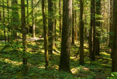 Dappled sunlight on trees surrounding the Thunder Knob trail by Diablo Lake in North Cascades National Park