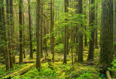 Dappled sunlight on trees surrounding the Thunder Knob trail by Diablo Lake in North Cascades National Park