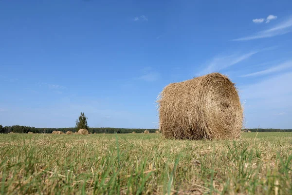 Roll Hay Cleaned Field — Stock Photo, Image