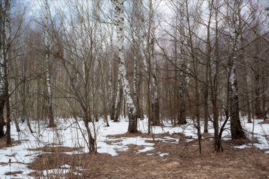 Huş ormanında peyzaj erken bahar
