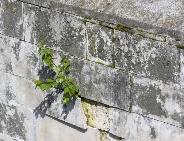 Tree sprouted in the wall — Stock Photo, Image