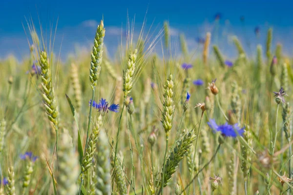 Barley field with cornflowers — Stock Photo, Image