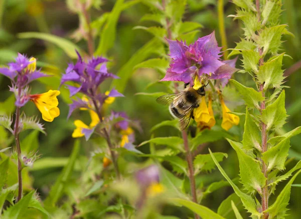 Bee collects nectar from flowers (Melampyrum nemorosum) — Stock Photo, Image
