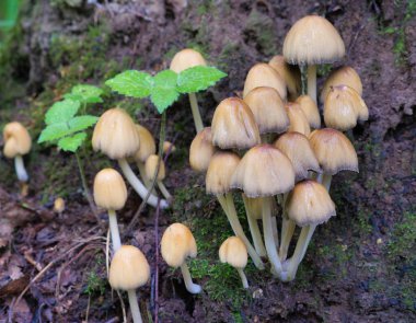 Mantar Mycena eski bir çürük kütük üzerinde yetiştirilen