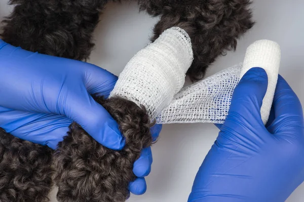 De dierenarts bandages de wond op de poot van de hond. Rechtenvrije Stockafbeeldingen