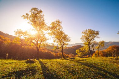 Güneşli kirişlerdeki parlak ağaçların çarpıcı görüntüsü. Muhteşem bir gün ve canlı bir sahne. Kırmızı ve sarı yapraklar. Mekan Karpatlar, Ukrayna, Avrupa. Sıcak bir ton. Güzellik dünyası. Dünyanın en iyi duvar kağıtları.
