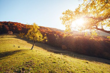 Güneşli kirişlerdeki parlak ağaçların çarpıcı görüntüsü. Muhteşem bir gün ve canlı bir sahne. Kırmızı ve sarı yapraklar. Mekan Karpatlar, Ukrayna, Avrupa. Sıcak bir ton. Güzellik dünyası. Instagram filtre efekti.