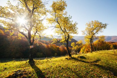 Güneşli kirişlerdeki parlak ağaçların çarpıcı görüntüsü. Muhteşem bir gün ve canlı bir sahne. Kırmızı ve sarı yapraklar. Mekan Karpatlar, Ukrayna, Avrupa. Sıcak bir ton. Güzellik dünyası. Dünyanın en iyi duvar kağıtları.