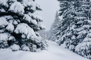 Çam ağacının manzaralı görüntüsü. Soğuk bir gün, sakin bir kış sahnesi. Karpatlar 'ın yeri, Ukrayna, Avrupa. Kayak merkezi. Vahşi bölgenin harika bir resmi. Toprağın güzelliğini keşfedin. Mavi tonlama. Mutlu yıllar.! 