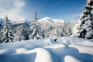 Güneş ışığıyla parlayan çiçeklerin sihirli görüntüsü. Soğuk bir gün, muhteşem bir kış manzarası. Ukrayna, Avrupa 'daki Karpatlar Milli Parkı' nda. İklim değişikliği. Güzel duvar kağıdı. Mutlu yıllar! Güzellik dünyası.